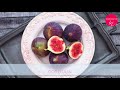 figs properties values and vitamins 🍇 dorota kamińska