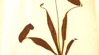 Scientific classification | Wikipedia audio article