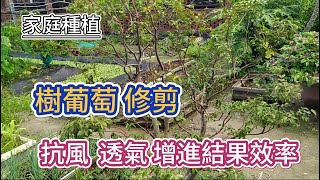 [家庭種植]08_8 樹葡萄修剪 促進開花結果?