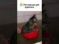 😺:Moga moga Ga jatuh #meme #memes #funny