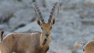 Wildlife of Hawar Islands