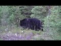 black bear @ carden cove rd marathon on