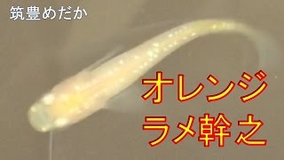 ［筑豊めだか］　オレンジラメ幹之