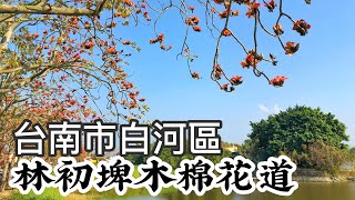 2020/02/25 林初埤木棉花道 @ 台南市白河區-4K