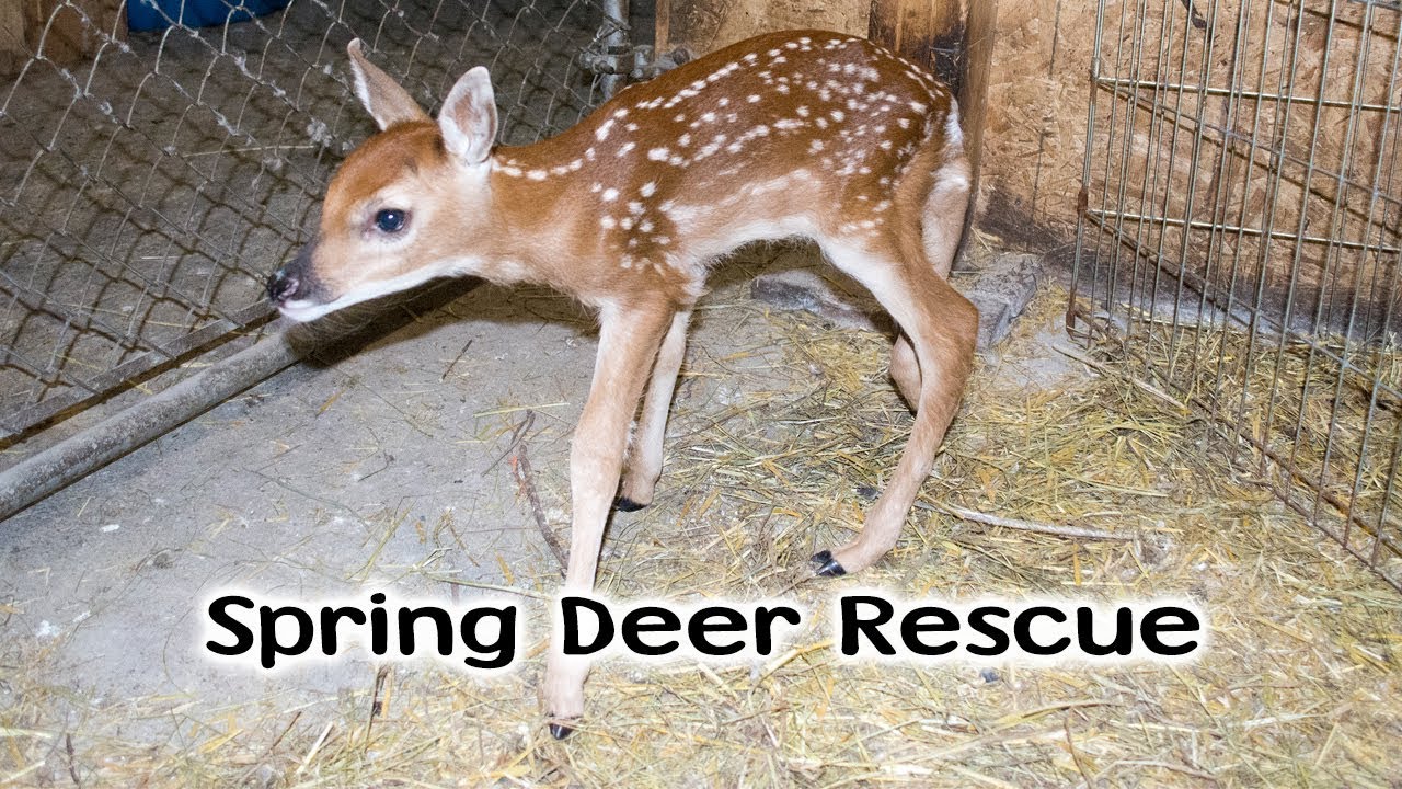 Deer Rescue Youtube