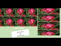 CSS GRID PROPERTY AUTO-FIT VS AUTO-FILL FOR BEGINNERS
