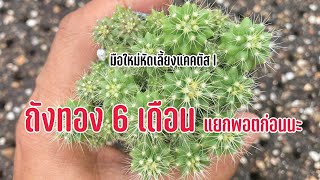 ถังทอง 6 เดือน แยกพอตก่อนนะ 🌵มือใหม่หัดเลี้ยงแคคตัส