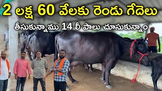 2 లక్ష 60 వేలకు రెండు గేదెలు తీసుకున్నాము 14 లీ పాలు చూసుకున్నాం | 7989407391 | Murrah Buffalo price