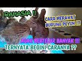 Cara merawat puyuh yang baik agar bertelur banyak