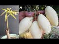 Mango Grafting New Techniques