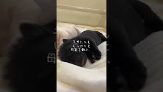 盲導犬繁殖犬シオンが出産しました！　#shorts #盲導犬 #親子だより