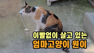 이빨이 하나도 없는 엄마고양이/자식밖에 모르는 모성애 깊은 원이야 행복하게 오랫동안 함께 하자❤️