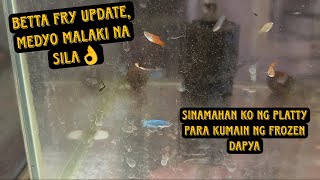 Betta Fry Update| Medyo Malaki na ang mga Betta Fry ko😆👌