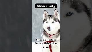 Striking Blue Eyes of the Siberian Husky #shorts