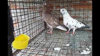 புதிதாக புறா வளர்க்க ஆசையா..?? இதை கட்டாயம் செய்யுங்கள் ! PIGEONS CAGE SETUP  TIPS FOR BEGINNERS