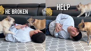 Pretending To Faint In Front Of My Dogs | FUNNIEST REACTIONS #shorts