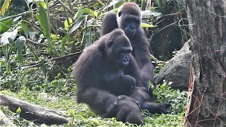 金剛猩猩 Iriki mom 抱 gorilla baby Ringo 。拉Jabali過去抱親 同時 gorilla Tayari也要抱Ringo  2021-8-10 A