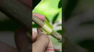 Air layering technique in Fruit crops( गुटी कलम)