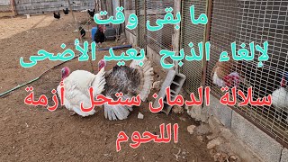 الحلقة 474 🐑🌹🐏. ما بقى وقت لإلغاء العيد  و سلالة الدمان هي المستقبل لحل  أزمة غلاء اللحم بالمغرب.