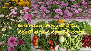 అకాల వర్షాలతో తడిసి ముద్దైన మా గార్డెన్.Our Garden in unexpected Rains.Vegetables harvesting #Vanalu