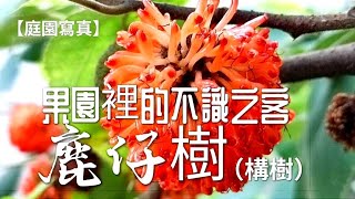 【庭園寫真】果園裡的不識之客鹿仔樹（構樹）張錦漳拍攝 57