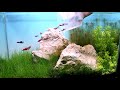 EASY STEPS To Make A Beautiful Planted Aquarium