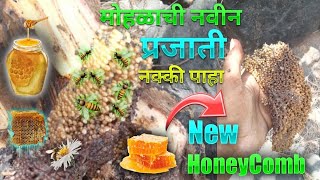 😋 new Honeyplant 🍯 असे मोहळ खूप कमी जागी मिळते 😍 नक्की पाहा #honey #मध #newhoney #मोहळ