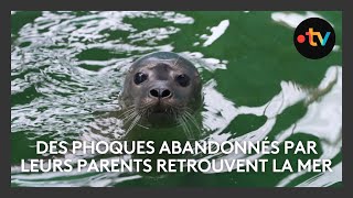 Des bébés phoques abandonnés par leurs parents retrouvent la mer