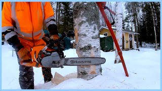 The Finnish Lumberjack Shows How To Cut Down A Tree In -30C Weather!