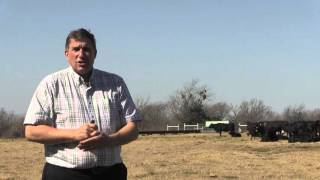 Hale Part 1- Determining Carcass Value of Feeder Calves