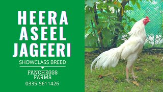 White Aseel Murga Heera Jageeri | Showclass breed | Chicks Available | Fancheggs Farms - 03355611426