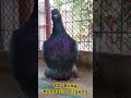 mondain pigeon loft fancypigeon kobutor pigeon shortsvideo মুন্ডিয়ান shortsvideo