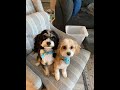 Cavapoo Puppies Loki and Luna Compilation Videos😊❤ 📺 24/7 Live Stream 📺