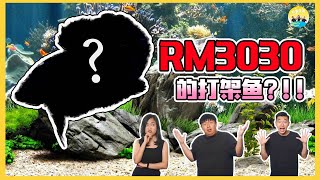 一只要价【RM3030】的打架鱼？！为什么这么贵！！😱