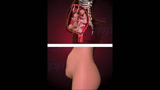 WONDERS OF TRIPLETS INSIDE THE WOMB  (3D ANIMATION)