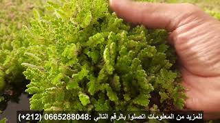 دورة نمو أزولا فيليكولويدس Azolla filiculoidesمن الزراعة الى نهاية النمو .