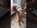 The best dog grooming kit ever! Link in comments #doglover #grooming #ytshorts