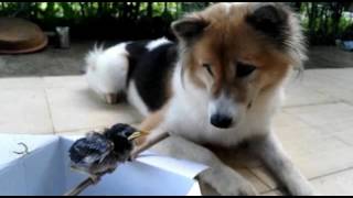 Baby Myna Bird meets Sweet Bangkaew Dog for the first time.  ลูกนกเอี้ยงเจอน้องหมาบางแก้ว ครั้งแรก