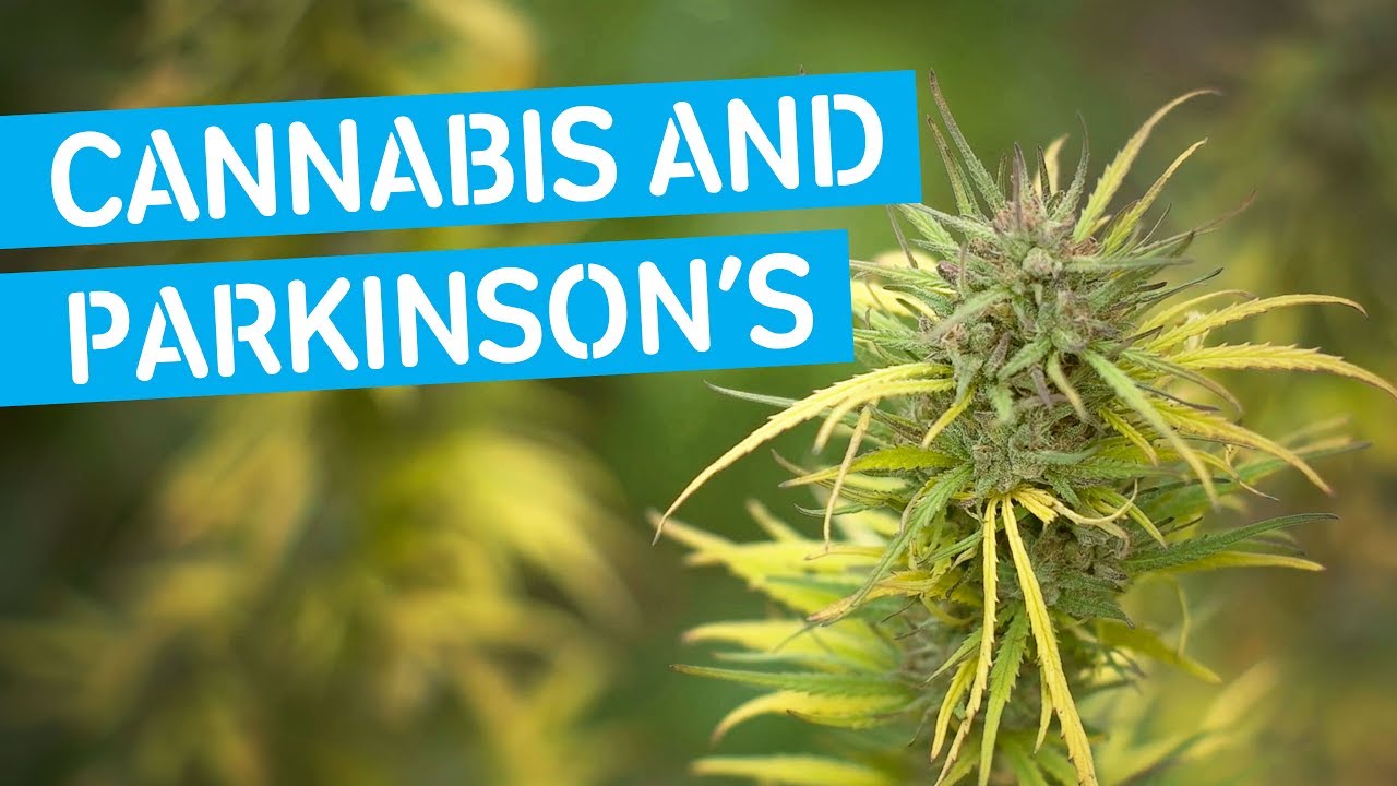 Cannabis Research In Parkinson's - YouTube