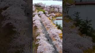 Cherry Blossom Trees View In Japan #explore #explorethetown #japan #shorts #cherryblossoms #short