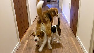 【子犬の成長】生後4ヶ月になりました【ビーグル多頭飼い】Beagle Puppy