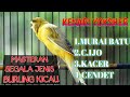 MASTERAN BURUNG KENARI •|•jernih gampang masuk