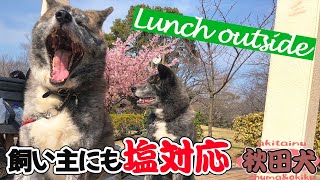 【大型犬】ツンデレ最高？！秋田犬２頭にちょっかい出すも構ってもらえない飼い主【akita】