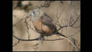 ヘキチョウ（1）外来種（さいたま市） - White-headed Munia - Wild Bird - 野鳥 動画図鑑