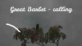 Great Barbet - calling