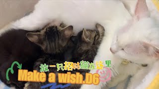 放一只招财猫在这里. Make a Wish.D6