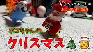 Merry Xmas!!🎄🎂🎁🎅🔔クリスマスプレゼントに大喜び⁉️🤣【しゃべるインコ】今日のポコちゃん🐦2024-12-26