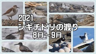 2021年8月～9月・シギチドリの渡り【字幕あり】