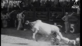 Texas Prison Rodeo performers ride hard (1947)