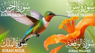 Surah Yasin سورة يس Relaxing Recitation That Warms the Heart 🧡Surah Rahman 🧡Surah  Waqiah🧡Surah Mulk